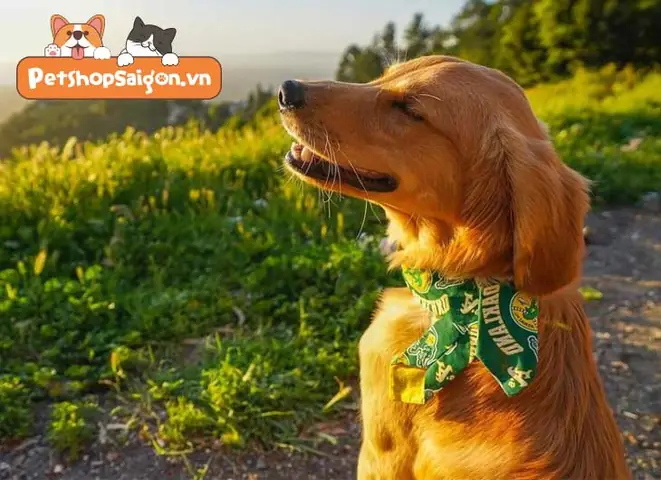 Cách Làm Thân Với Chó: Top Những Lưu Ý Đặc Biệt