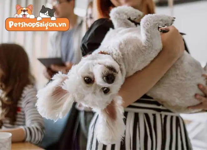 Cách Làm Thân Với Chó