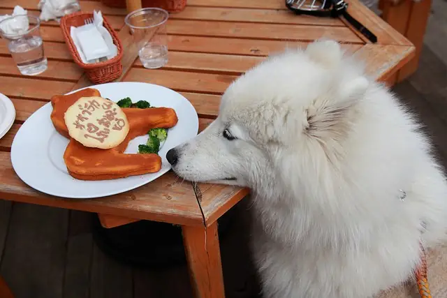Cách Làm Thức Ăn Cho Chó Samoyed
