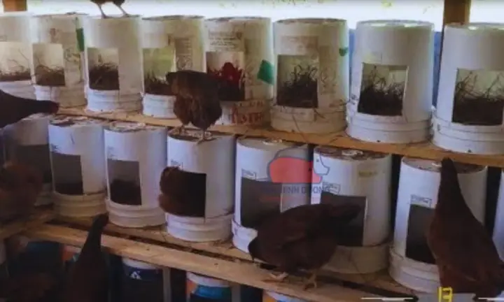 Hướng Dẫn Chi Tiết Cách Lót Ổ Cho Chó Đẻ An Toàn Và Thoải Mái