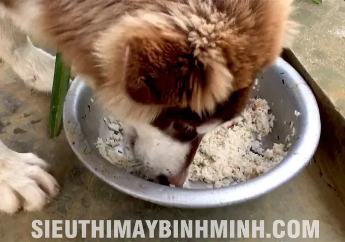 Cách Nấu Cổ Gà Cho Chó: Hướng Dẫn Chi Tiết & An Toàn