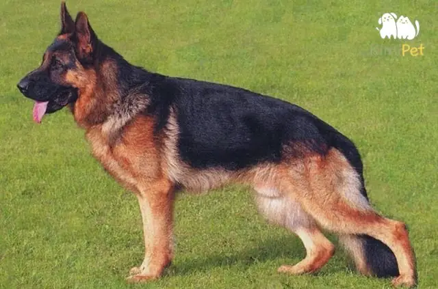 Đặc Điểm Ngoại Hình