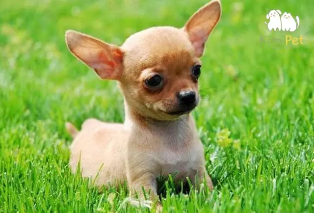 Cách Nhận Biết Chó Chihuahua Thuần Chủng Chính Xác Nhất