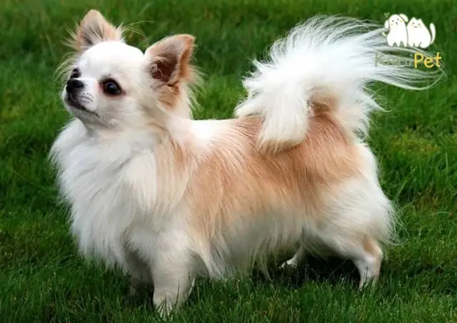 Đặc Điểm Chó Chihuahua
