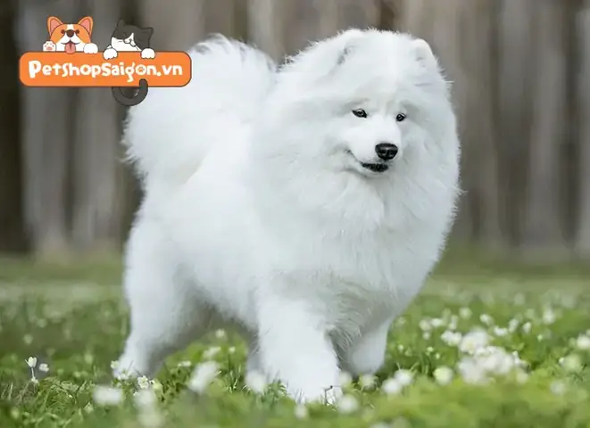 Cách Chọn Giống Chó Khôn