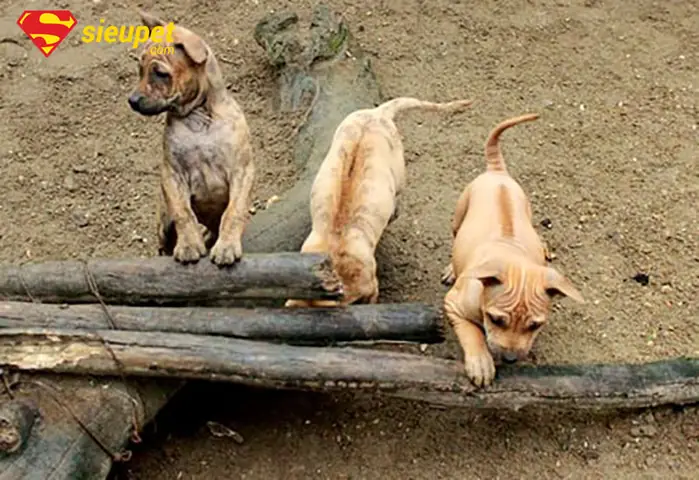 Giới Thiệu Tổng Quan Về Chó Phú Quốc Con