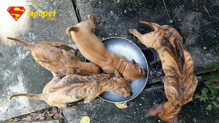 Cách Nhận Biết Chó Phú Quốc Con Qua Các Giai Đoạn Phát Triển