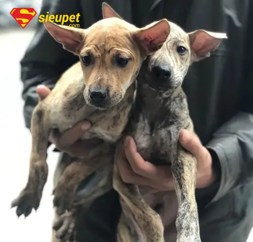 Màu Lông Chó Phú Quốc Con Phổ Biến