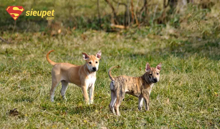 Những Lưu Ý Quan Trọng Khi Mua