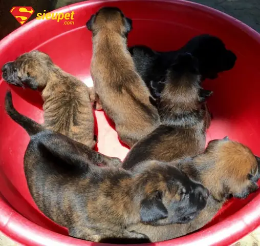 Cách Nhận Biết Chó Phú Quốc Con Chuẩn Đẹp & Mẹo Chọn Mua An Toàn