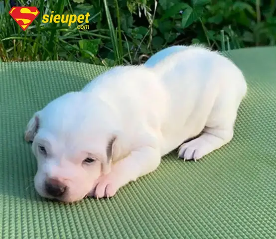 Giá Bán Chó Phú Quốc Con Trên Thị Trường Hiện Nay