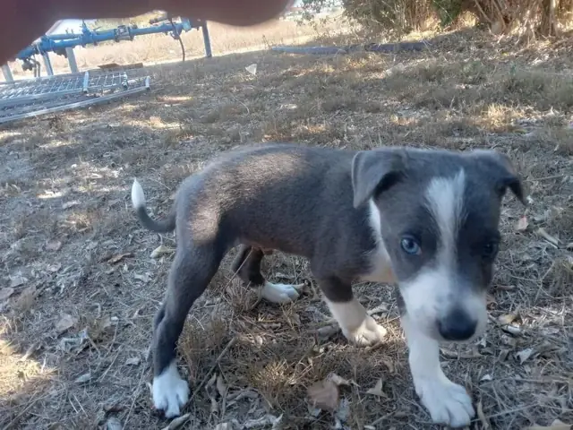 Cách Nhận Biết Chó Pitbull Thuần Chủng: Hướng Dẫn Từ Chuyên Gia