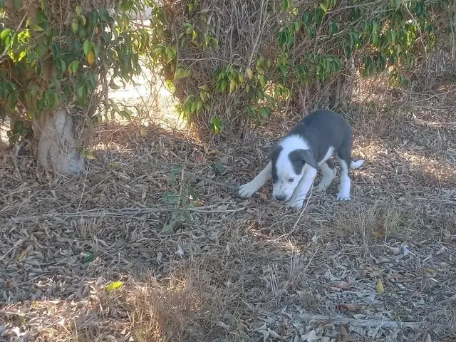 Cách Nhận Biết Chó Pitbull Thuần Chủng: Hướng Dẫn Từ Chuyên Gia