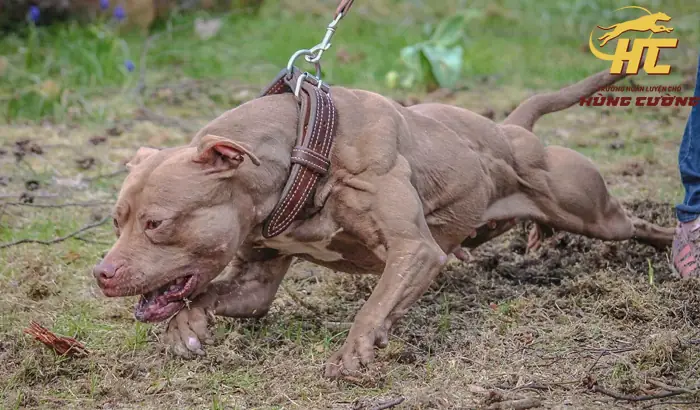 Cách Nhận Biết Chó Pitbull Thuần Chủng: Hướng Dẫn Từ Chuyên Gia