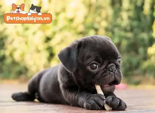 Cách Nhận Biết Chó Pug Thuần Chủng Bằng Quan Sát