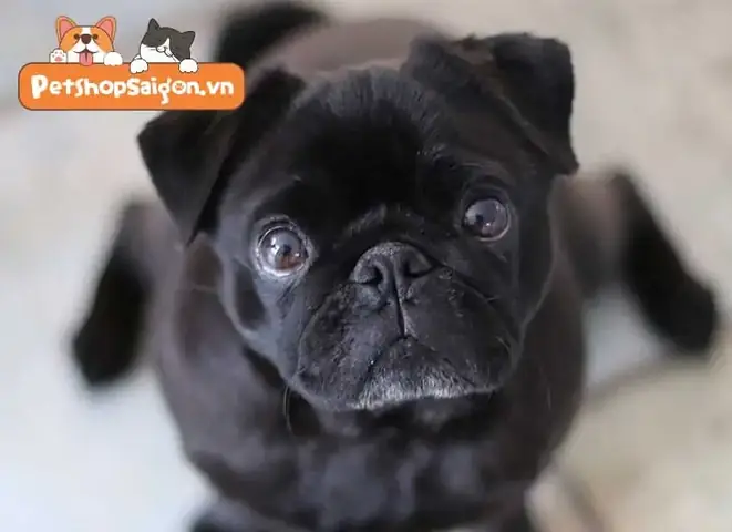 Cách Nhận Biết Chó Pug Thuần Chủng Qua Các Đặc Điểm Đặc Trưng
