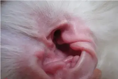 Cách Nhổ Lông Tai Cho Chó