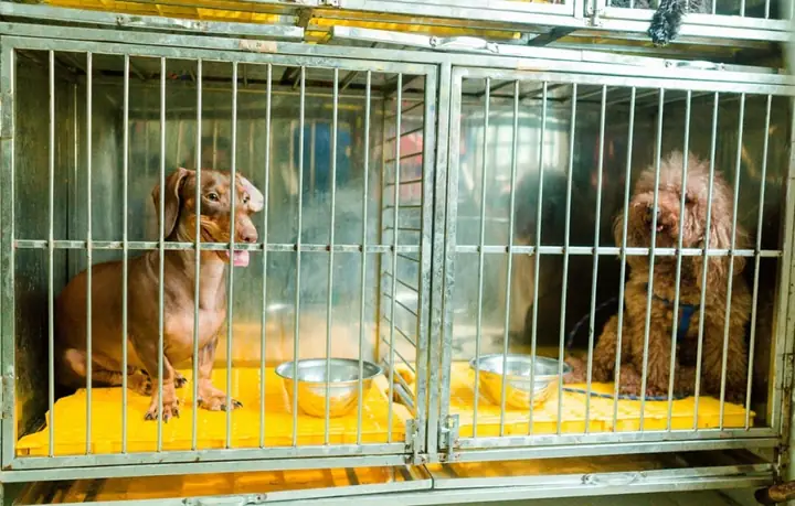 Có Nên Nhốt Chó Vào Chuồng Hay Không?