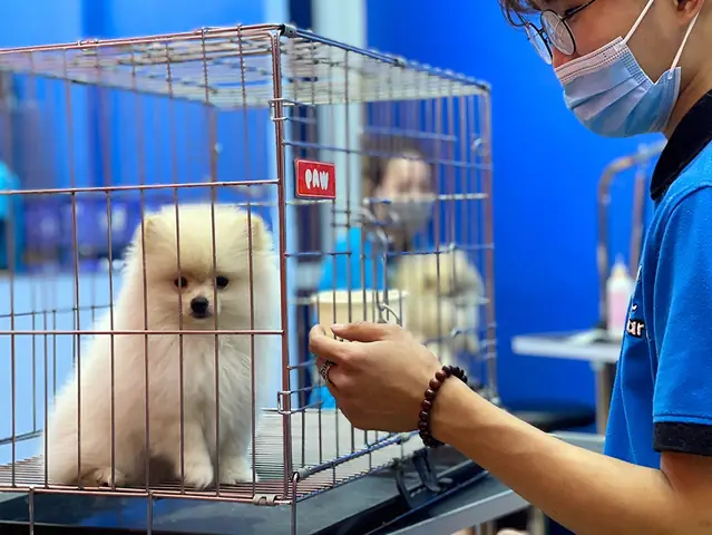 Cách Nhốt Chó Không Kêu?