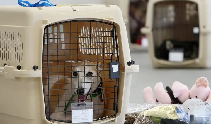 Đóng Cửa Chuồng