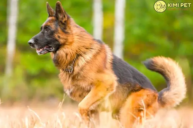 [chia Sẻ] Cách Nuôi Chó Béc Giê – Tất Tần Tật Kinh Nghiệm Người Mới