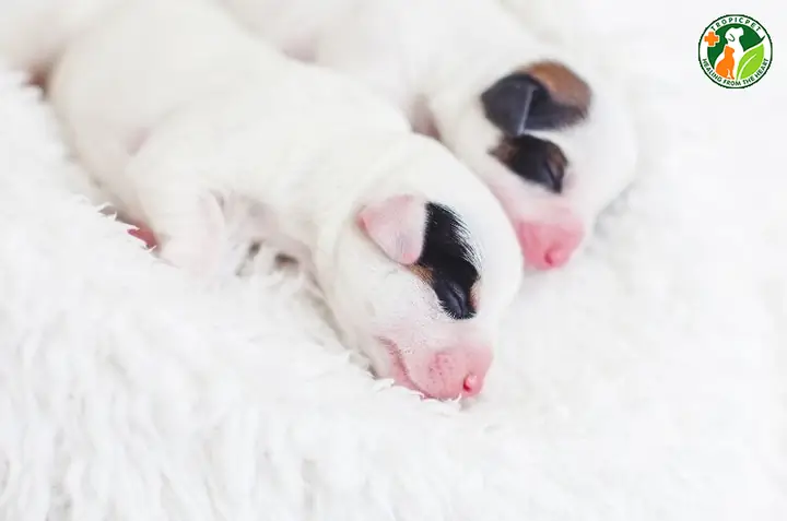 Tại Sao Chó Con Mới Đẻ Không Mở Mắt?