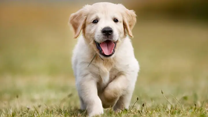 Chó Cao Tuổi Trên 7 Năm Tuổi