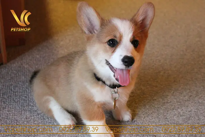 Cách Nuôi Chó Corgi 2 Tháng Tuổi: Hướng Dẫn Chi Tiết Và Chăm Sóc Chính Xác