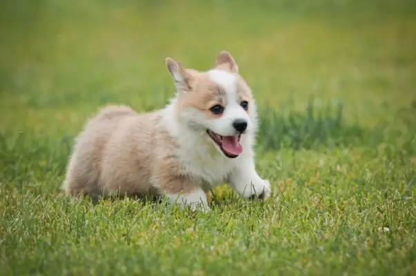Chăm Sóc Lông Cho Chó Corgi Chăm Sóc Lông Cho Chó Corgi