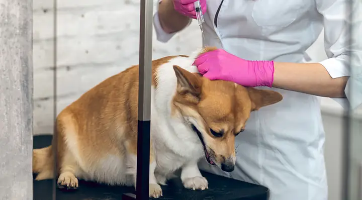 Tiêm Phòng Cho Chó Corgi Tiêm Phòng Cho Chó Corgi