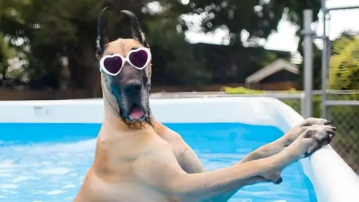 Các Vấn Đề Về Sức Khoẻ Chó Great Dane Thường Gặp Các Vấn Đề Về Sức Khoẻ Chó Great Dane Thường Gặp