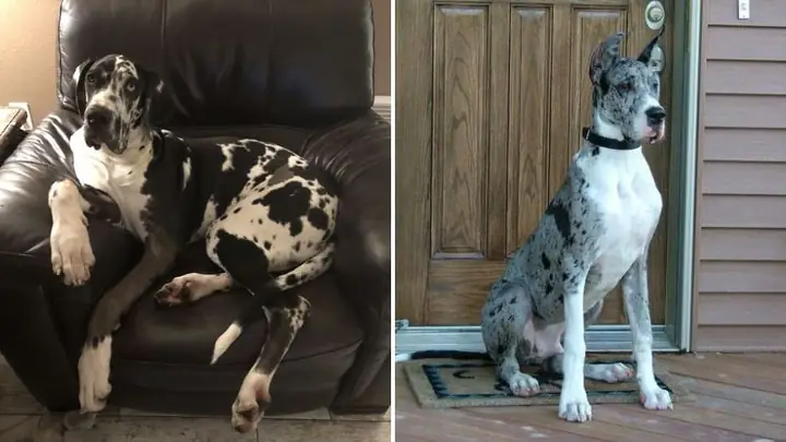 Lưu Ý Khi Nuôi Chó Great Dane Lưu Ý Khi Nuôi Chó Great Dane