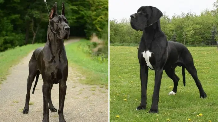 Đặc Điểm Ngoại Hình Chó Great Dane Đặc Điểm Ngoại Hình Chó Great Dane