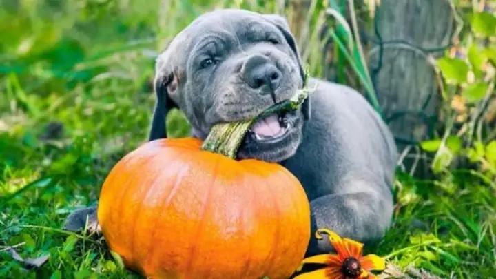 Thức Ăn Của Chó Great Dane Thức Ăn Của Chó Great Dane