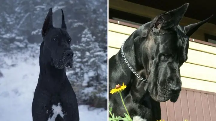 Cách Chăm Sóc, Vệ Sinh Chó Great Dane Cách Chăm Sóc, Vệ Sinh Chó Great Dane