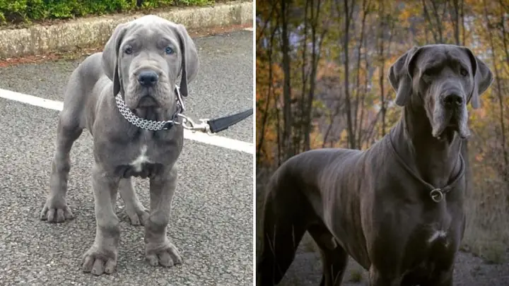 3kinh Nghiệm Mua Chó Great Dane 3kinh Nghiệm Mua Chó Great Dane