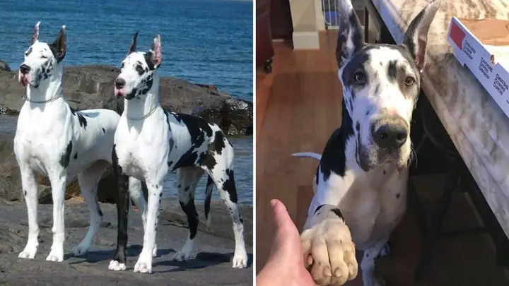 Lý Do Nên Nuôi Chó Great Dane Lý Do Nên Nuôi Chó Great Dane