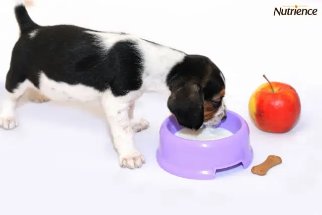 Cho Chó Uống Thêm Sữa Tươi Thường Xuyên Cho Chó Uống Thêm Sữa Tươi Thường Xuyên