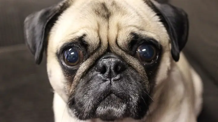 Đặc Điểm Ngoại Hình Chó Pug Đặc Điểm Ngoại Hình Chó Pug