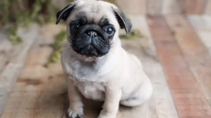 Chế Độ Dinh Dưỡng Của Chó Pug Theo Giai Đoạn Chế Độ Dinh Dưỡng Của Chó Pug Theo Giai Đoạn