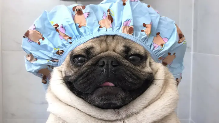 3cách Chăm Sóc, Vệ Sinh Chó Pug 3cách Chăm Sóc, Vệ Sinh Chó Pug