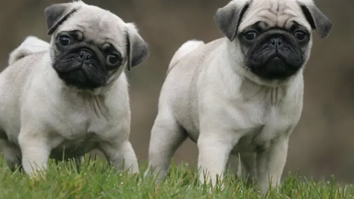 Chế Độ Dinh Dưỡng Của Chó Pug Theo Giai Đoạn Chế Độ Dinh Dưỡng Của Chó Pug Theo Giai Đoạn