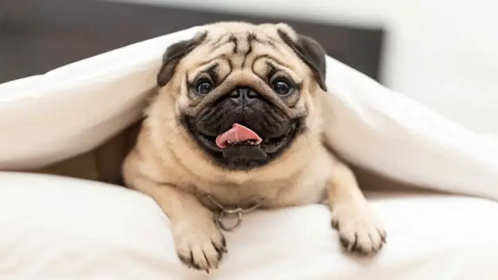 Lưu Ý Khi Nuôi Chó Pug Lưu Ý Khi Nuôi Chó Pug