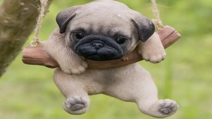 3cách Chăm Sóc, Vệ Sinh Chó Pug 3cách Chăm Sóc, Vệ Sinh Chó Pug