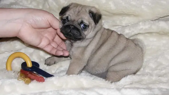 3cách Chăm Sóc, Vệ Sinh Chó Pug 3cách Chăm Sóc, Vệ Sinh Chó Pug