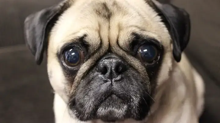 Chăm Sóc Sức Khỏe Tổng Thể Cho Chó Mặt Xệ Con Chăm Sóc Sức Khỏe Tổng Thể Cho Chó Mặt Xệ Con