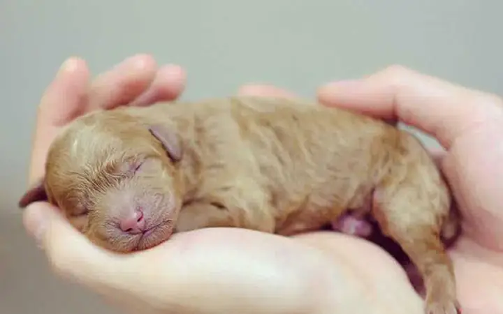 2cách Chăm Sóc Chó Sơ Sinh