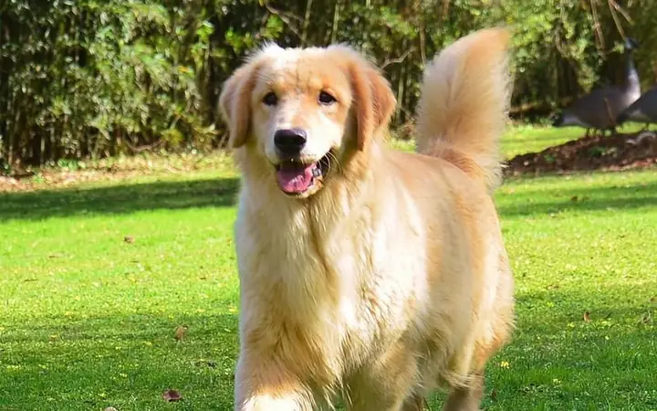 Tiêu Chuẩn 1: Chú Chó Có Bộ Lông Mềm Mượt, Không Xơ Rối