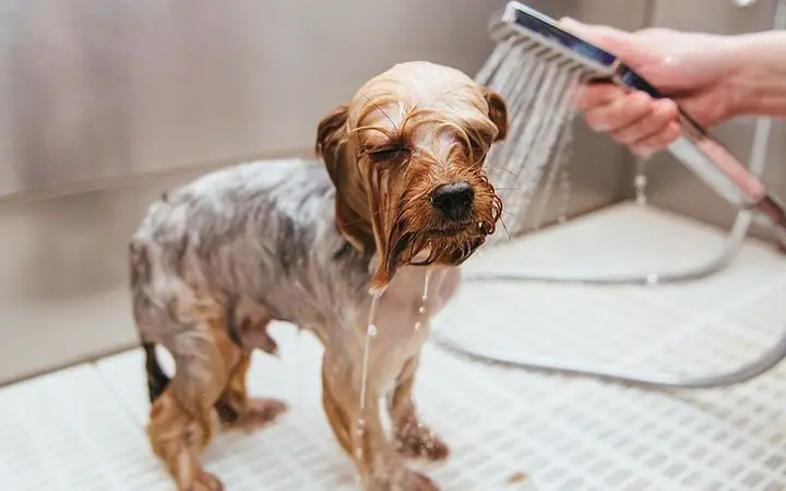 Tiêu Chuẩn 1: Chú Chó Có Bộ Lông Mềm Mượt, Không Xơ Rối