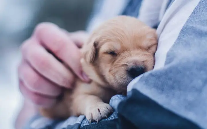 Âu Yếm Chó Con Trước Khi Ngủ